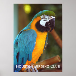 Póster Macaw Dramático