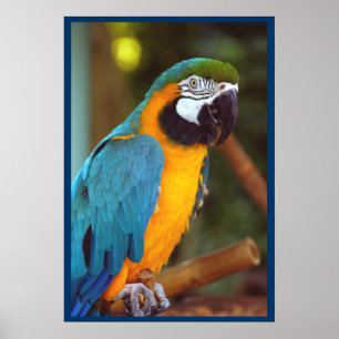 Póster Macaw Dramático