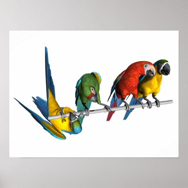 Poster Macaw Parrot (Frente)