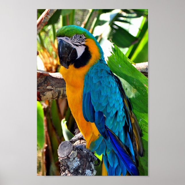Poster Macaw Parrot Amarelo e azul (Frente)