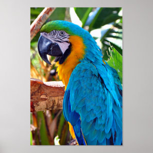 Poster Macaw Parrot Amarelo e azul