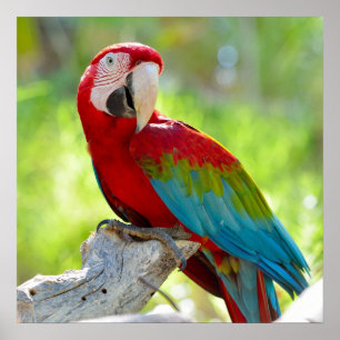 Poster Macaw sitting on branch