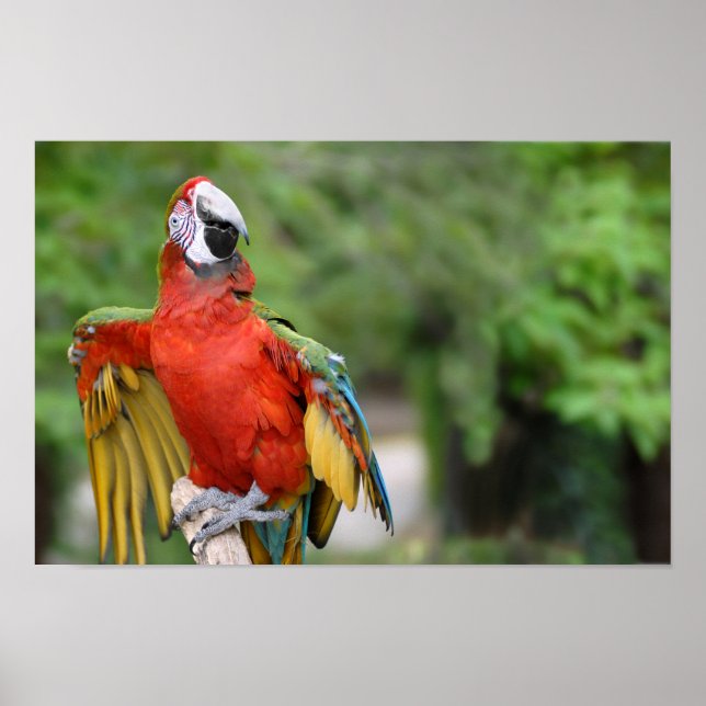 Poster Macaw vermelho e verde no perch (Frente)