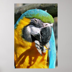PÓSTER MACAWS