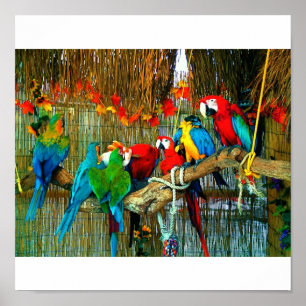 Póster Macaws na parada