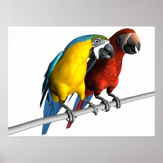 Poster Macaws no Amor (Frente)