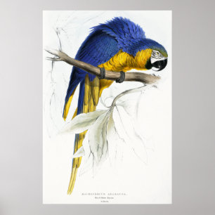 Póster Maccaw azul e amarelo