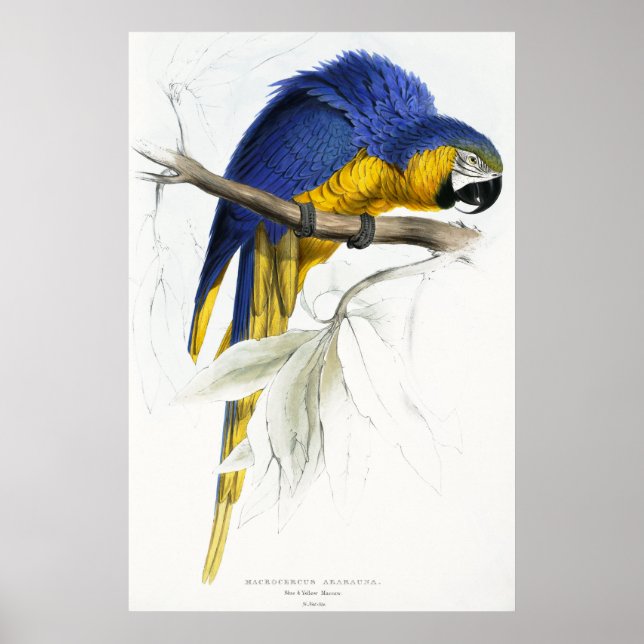 Póster Maccaw azul e amarelo (Frente)