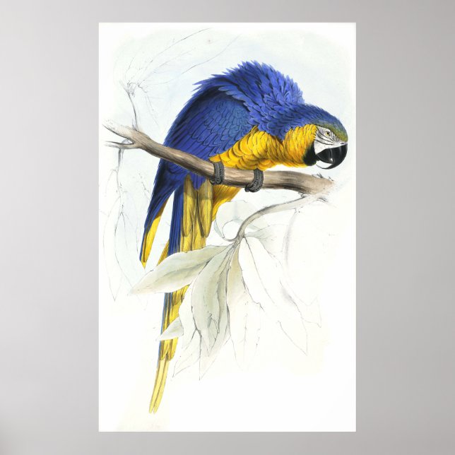 Póster Maccaw azul e amarelo por Edward Lear (Frente)