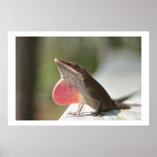 Póster Macho Anole (Frente)