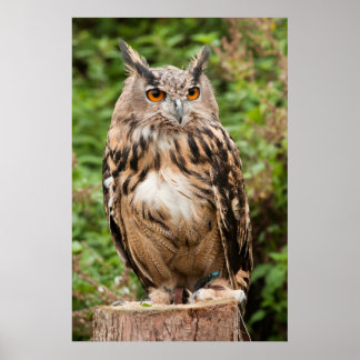 PÓSTER MACKINDER EAGLE OWL