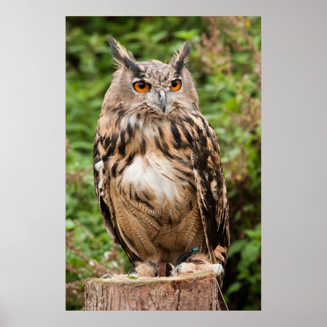 PÓSTER MACKINDER EAGLE OWL (Frente)