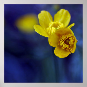 Poster Macro amarelo da flor dos botões de ouro em