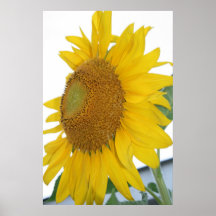 macro-arte de girassol amarelo