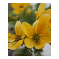 Macro Bloom de ouro - Fotografia Amarelo de Flor S