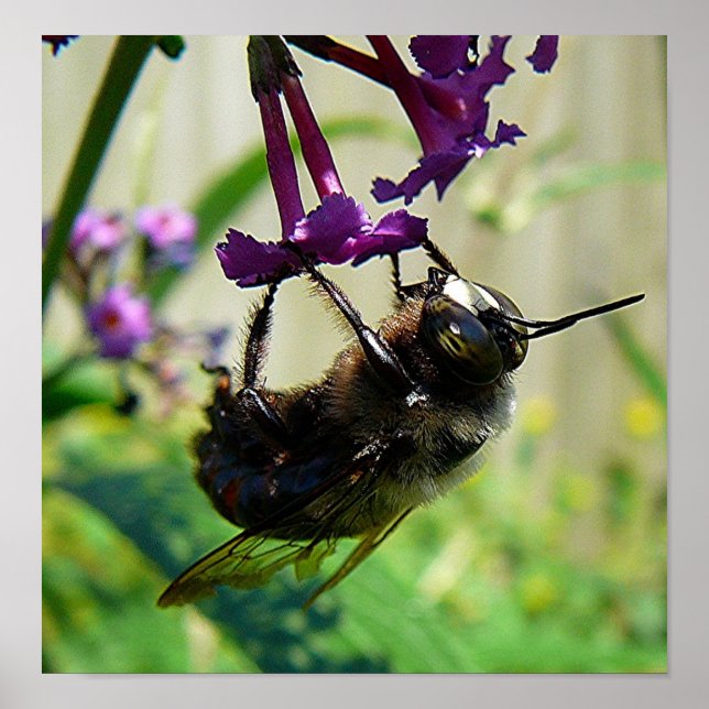 Poster macro Bumblee Bee (Frente)