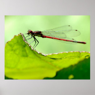 Poster Macro damselfly na folha