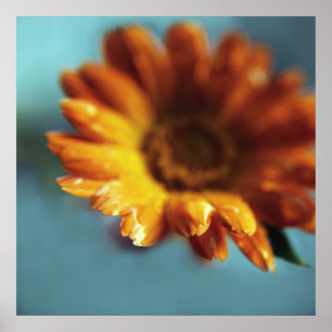 Poster Macro das gotas de flor amarela alaranjada