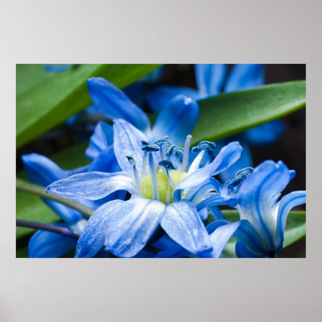 Póster Macro de flor de snowdrop azul (Frente)