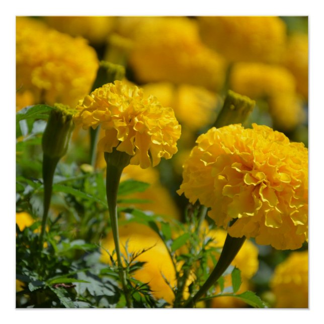 Póster Macro de Marigolds Amarelo (Frente)