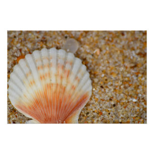 Póster Macro do Scallop Sea Shell na Areia em Praia