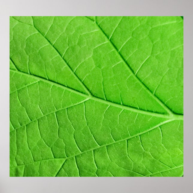 Poster Macro Green Leaf: Planta de Ecologia (Frente)