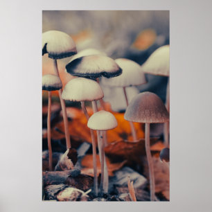 Poster Macro Mushroom