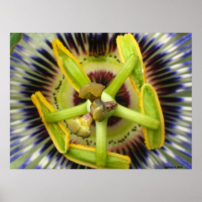 Poster Macro Passion (Frente)