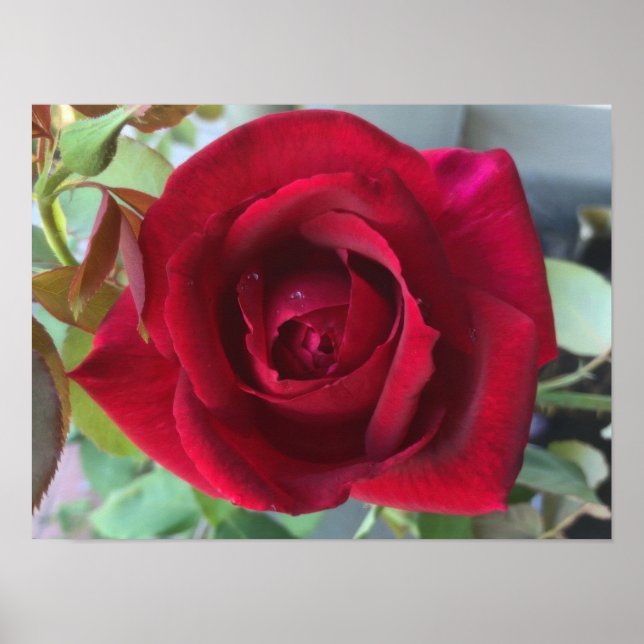 Poster Macro Rosa Vermelha (Frente)