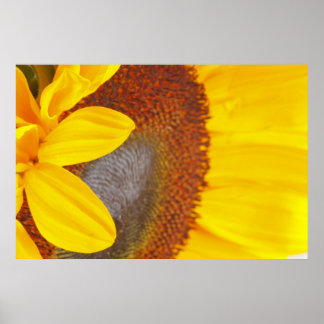 Póster Macro Sunflower