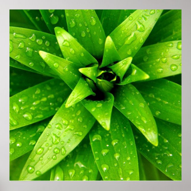 Póster macro verde (Frente)