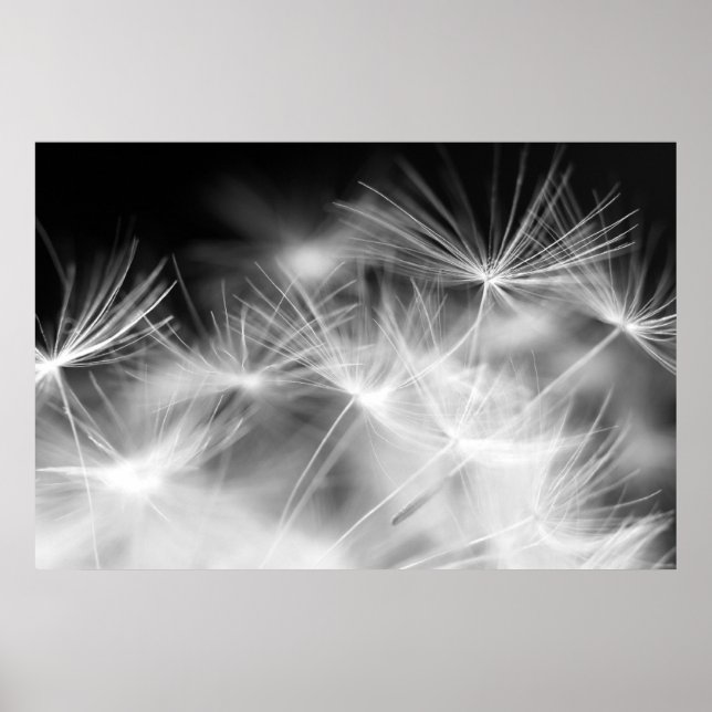 Póster Macrobeleza Dandelion (Frente)