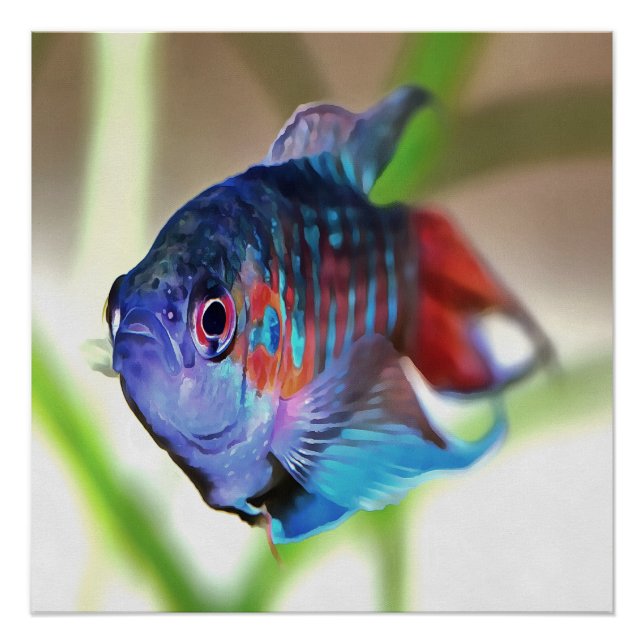 Póster Macropodus Opercularis Peixes de Aquário (Frente)