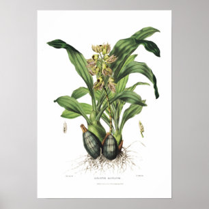 Póster Maculatum do Catasetum pela senhorita Drake.