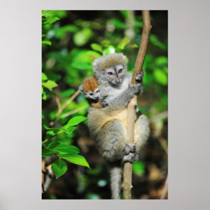 Póster Madagáscar, Andasibe, Ile Aux Lemuriens, mãe