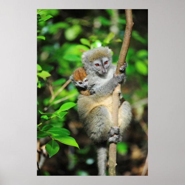 Póster Madagáscar, Andasibe, Ile Aux Lemuriens, mãe (Frente)