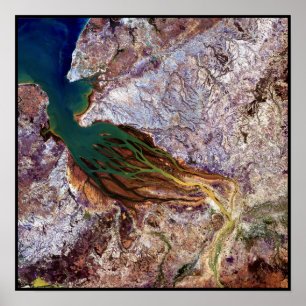 Póster Madagascar Jellyfish