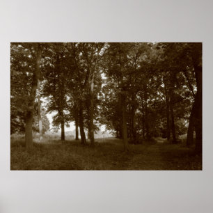 Póster Madeira, Bute Park Cardiff - Sepia tonada BW