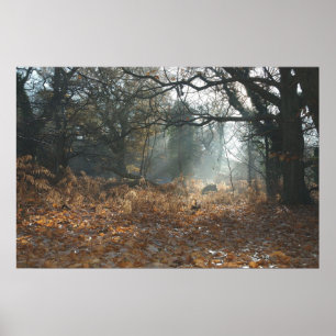 Póster Madeira da América