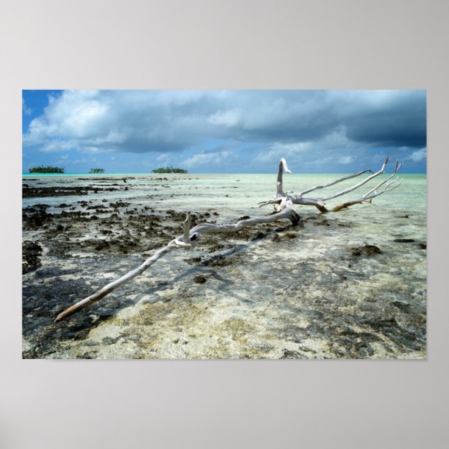 Poster Madeira de morto no Pacífico (Frente)