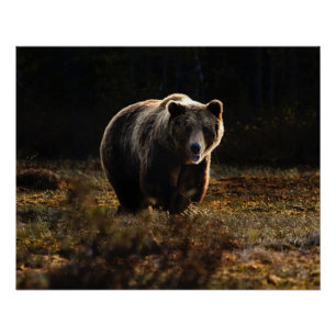Póster Madeira do urso