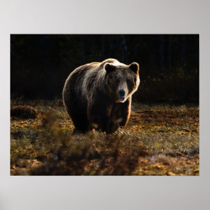 Poster Madeira do urso