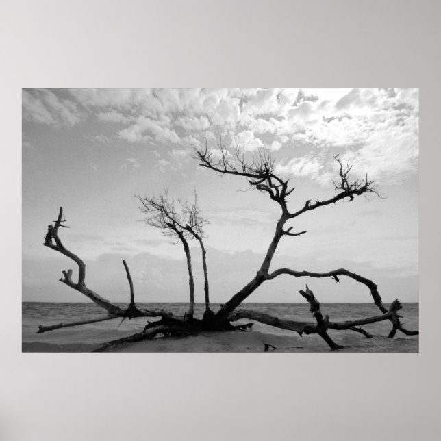 Poster Madeira morto (Frente)