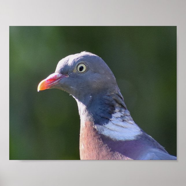 Poster Madeira Pigeon (Frente)