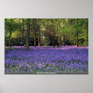 Póster Madeiras do Bluebell, Inglaterra