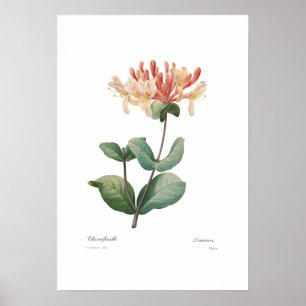 Póster Madressilva
