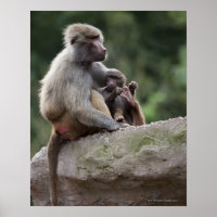 Mãe babuína cuidando de seu jovem