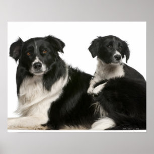 Poster Mãe border collie e filhote de cachorro