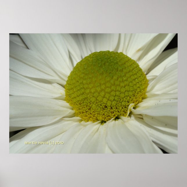 Poster Mãe branca (Frente)