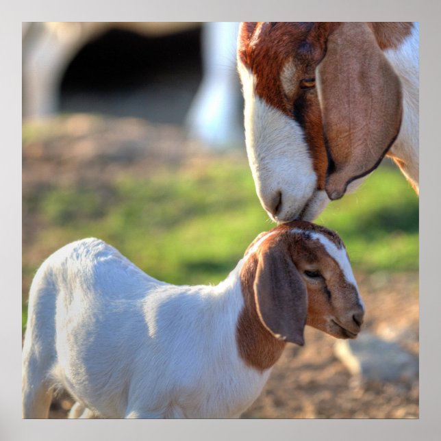 Póster Mãe Cabra e Bebê (Frente)